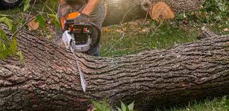 Why Choose Our Tree Removal Services in Aberdeen, SD?