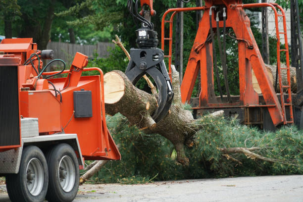 Leaf Removal Services