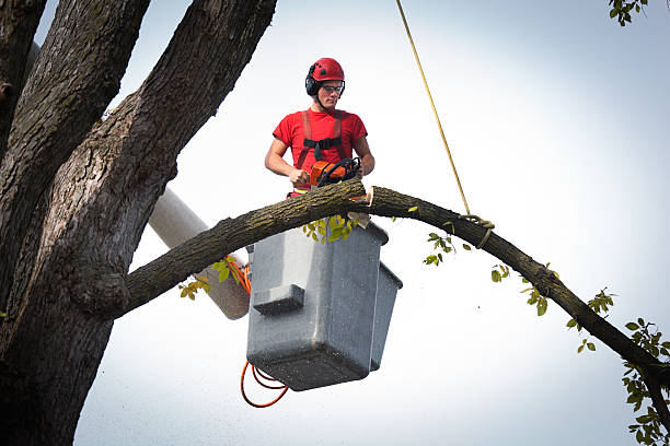 Trusted Aberdeen, SD  Tree Services Experts